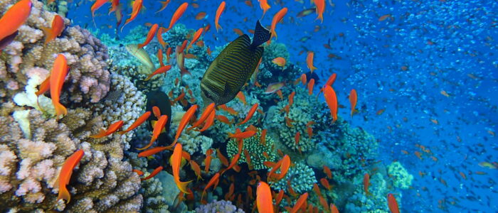 les poissons et le corail de mer rouge