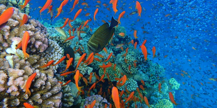 les poissons et le corail de mer rouge